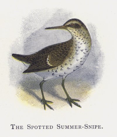 Der Fleckensumpfläufer von Alexander Francis Lydon