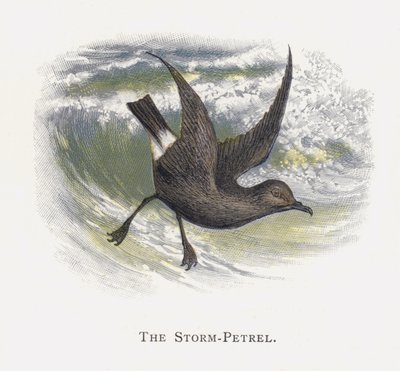 Der Sturmschwalbe von Alexander Francis Lydon