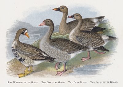 Die Blässgans, Die Graugans, Die Saatgans, Die Kurzschnabelgans von Alexander Francis Lydon
