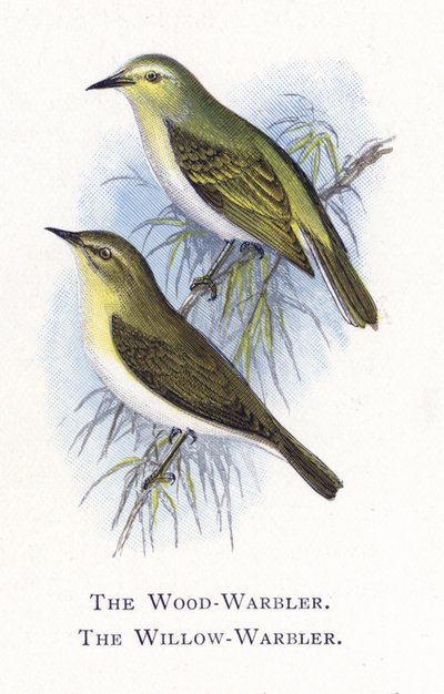 Der Waldlaubsänger, Der Weidenlaubsänger von Alexander Francis Lydon