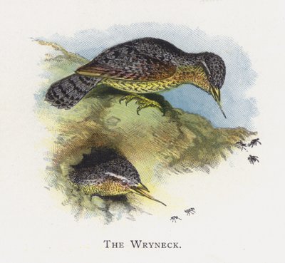 Der Wendehals von Alexander Francis Lydon