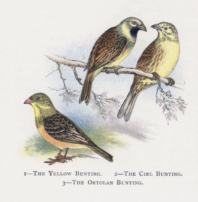 Die Goldammer, Die Zaunammer, Die Ortolanammer von Alexander Francis Lydon