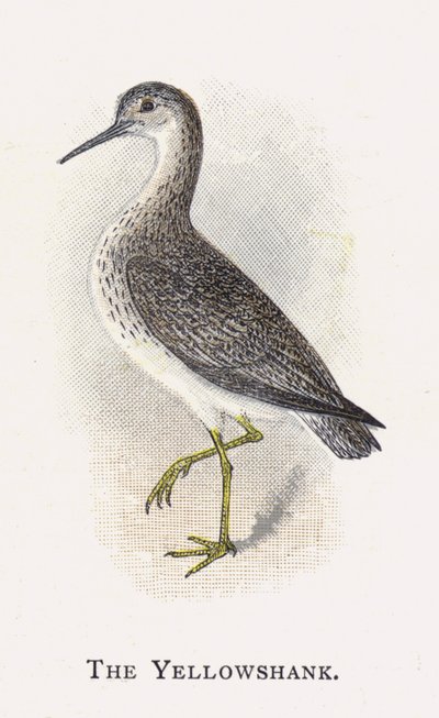 Der Gelbschenkel von Alexander Francis Lydon