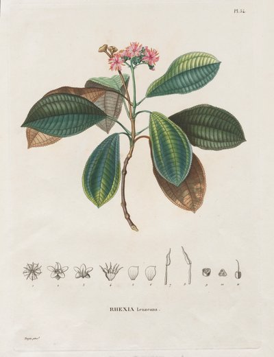 Reise in die Äquatorialregionen des neuen Kontinents, gemacht in den Jahren 1709 bis 1804: Monographie der Melastomaceen: Nr. 54 von Alexander, Freiherr von Humboldt