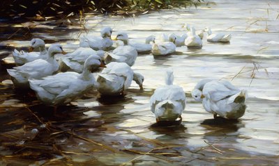 Enten im flachen Schilfwasser von Alexander Koester