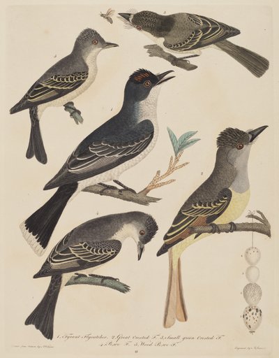 Fünf Vögel mit ihren Eiern und einem Insekt von Alexander Lawson after Alexander Wilson