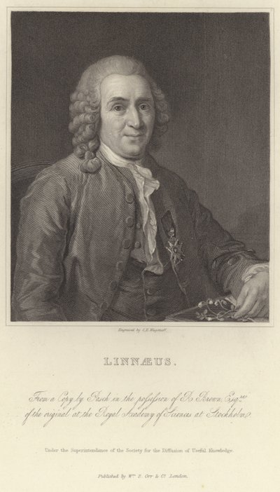 Linnaeus von Alexander Roslin