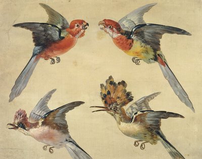 Studie von Vögeln: Zwei Papageien, ein Wiedehopf und ein Eichelhäher von Alexandre Francois Desportes