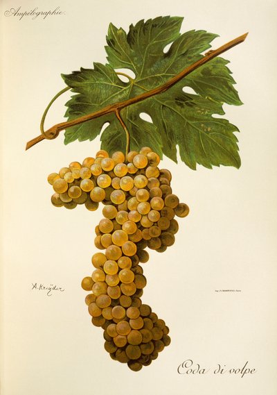 Coda di Volpe-Traube von A. Kreyder von Alexis Kreyder