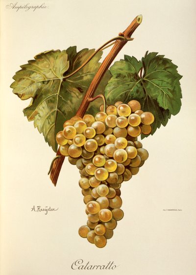 Fiano Traube von A. Kreyder von Alexis Kreyder