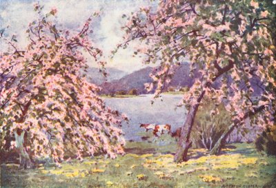 Lake District: Esthwaite Water, Apfelblüte von Alfred Heaton Cooper