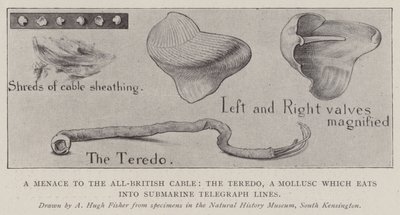 Eine Bedrohung für das All-British-Kabel, der Teredo, ein Weichtier, das in Unterseekabel frisst von Alfred Hugh Fisher