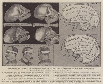 Das Gehirn der Frau im Vergleich zu dem des Mannes: Forschungen in der neuen Phrenologie von Alfred Hugh Fisher