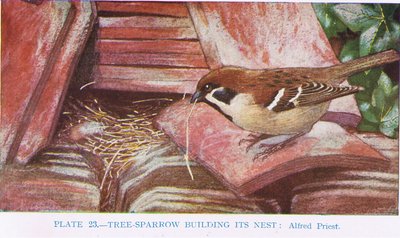 Haussperling baut sein Nest, Illustration aus British Birds von Kirkman und Jourdain, 1966 von Alfred Priest