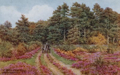Kiefern und Heidekraut bei Brockenhurst von Alfred Robert Quinton