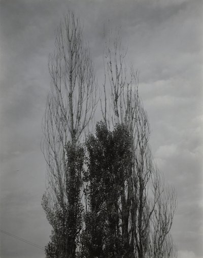 Pappeln am Lake George von Alfred Stieglitz