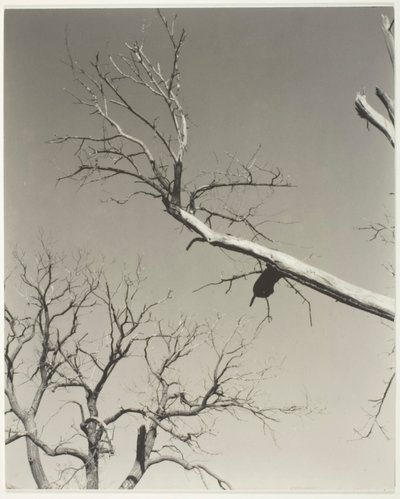 Der sterbende Kastanienbaum—Mein Lehrer von Alfred Stieglitz