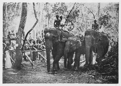 Elefanten-Kraaling in Ceylon - Nicht mehr frei, um 1890, 1910 von Alfred William Amandus Plate