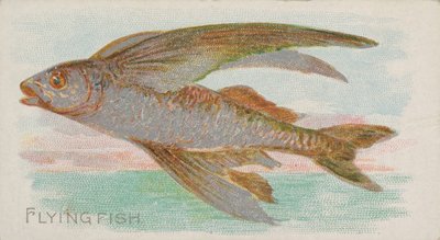 Fliegender Fisch, aus der Serie Fische aus amerikanischen Gewässern N8 für Allen & Ginter Zigaretten, 1889 von Allen and Ginter