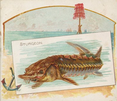 Stör, aus der Serie Fische aus amerikanischen Gewässern für Allen & Ginter Zigaretten von Allen and Ginter
