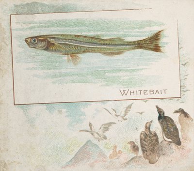 Weißfisch, aus der Serie Fische aus amerikanischen Gewässern N39 für Allen & Ginter Zigaretten, 1889 von Allen and Ginter