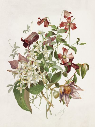 Clematis von Alois Lunzer