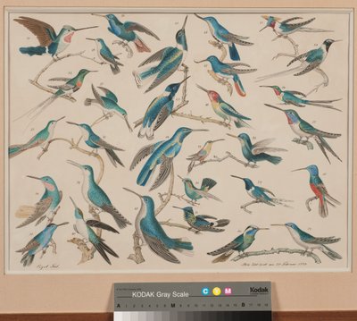 Kolibris von Aloys Zötl