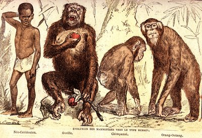Evolution der Säugetiere zum Menschentyp: Natürliche Schöpfung und Lebewesen (von Jules Rengade). Zeichnung von A. Demarle. 1885 von Alphonse Demarle