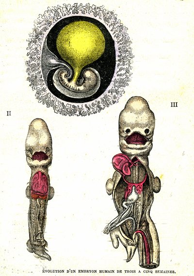 Entwicklung des menschlichen Embryos: Natürliche Schöpfung und Lebewesen (von Jules Rengade) von Alphonse Demarle