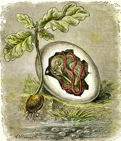 Natur. Ei und Samen: Erster Zustand organisierter Wesen. Natürliche Schöpfung und Lebewesen. (J. Rengade) Zeichnung von A. Demarle. 1885 von Alphonse Demarle