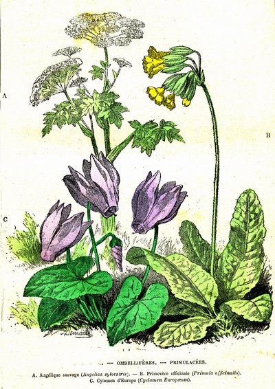 Doldenblütler, Primelgewächse: Natürliche Schöpfung und Lebewesen. Zeichnung von A. Demarle. 1885 von Alphonse Demarle