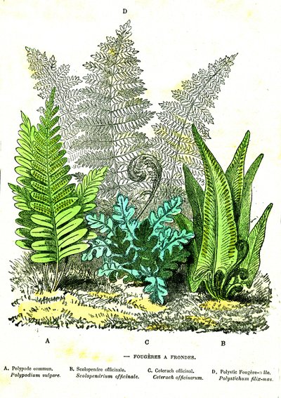 Schleuder-Farn: Natürliche Schöpfung und Lebewesen. Zeichnung von A. Demarle. 1885 von Alphonse Demarle