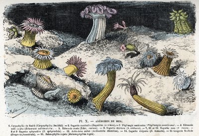 Zoologische Tafel: Seeanemonen Gravur aus 