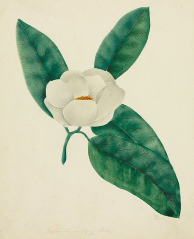 Magnolie von Altha Mary Nims