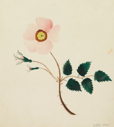 Wildrose von Altha Mary Nims