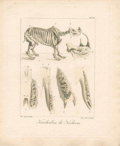 Nashorn-Skelettstruktur von Ambrosius Gabler