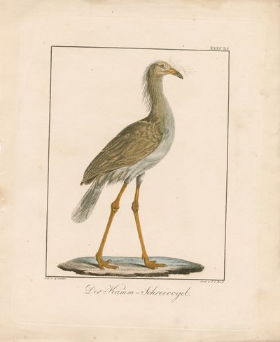 Rotbeinige Seriema von Ambrosius Gabler