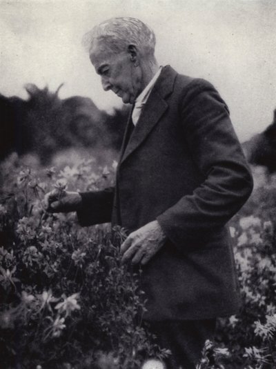 Luther Burbank unter seinen Blumen von American Photographer (after)
