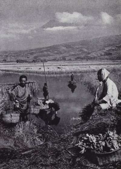 Bauern sammeln Binsen im großen Gemüsedistrikt von Suzukawa von American Photographer (after)