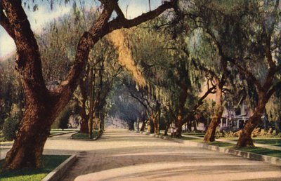 Allee der Pfefferbäume, Pasadena von American Photographer
