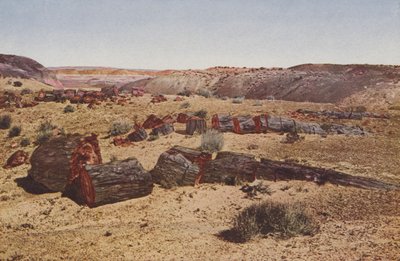 Versteinerter Wald, Arizona von American Photographer