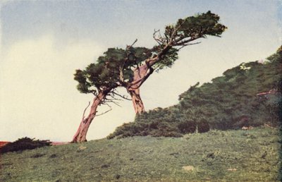 Der Strauß, eine Monterey-Zypresse von American Photographer