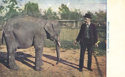 Junger Elefant, Lincoln Park Zoo, Chicago, USA von American Photographer
