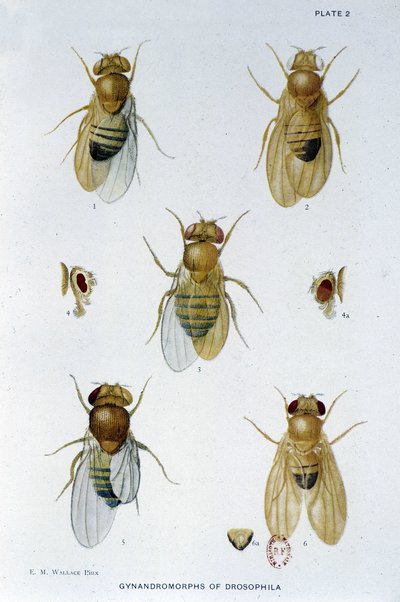 Bienen - in „Contributions to the Genetics of Drosophila Melanogaster“, Thomas H. Morgan von American School