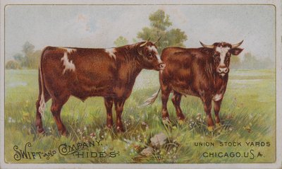 Amerikanische Werbekarte für Swift and Company Tierhäute, Union Stock Yards, Chicago, Illinois von American School
