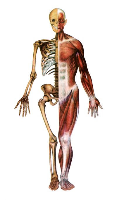 Anatomische Darstellung des menschlichen Skeletts und der Muskeln von American School