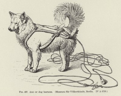 Ano oder Hundegeschirr von American School