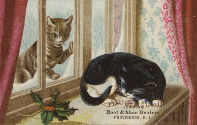 Katze schaut von draußen herein von American School
