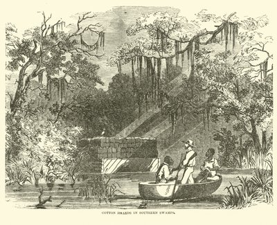 Baumwollhorte in südlichen Sümpfen, Juli 1862 von American School