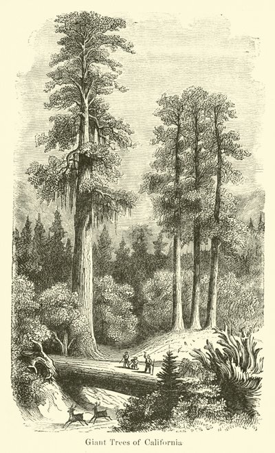 Riesige Bäume von Kalifornien von American School